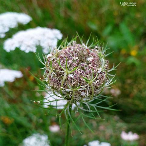 An closing umbel of white Queen Anne's lace.