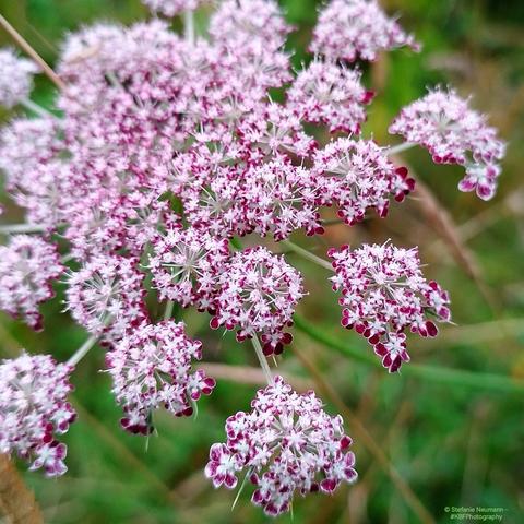 A umbel of red-rimmed Queen Anne's lace flowers.