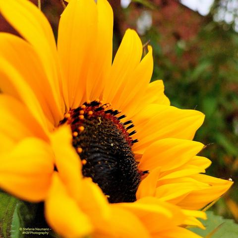 A yellow sunflower with dark stamen in profile.