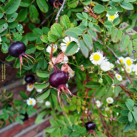 Plum coloured rose hips and Erigeron flowers.