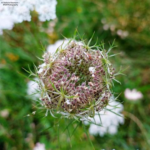 An umbel of ripening Queen Anne's lace seeds.