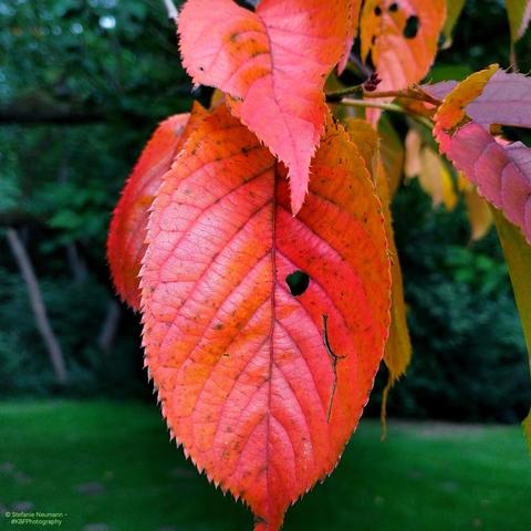 An orange-red leaf on a Prunus tree.