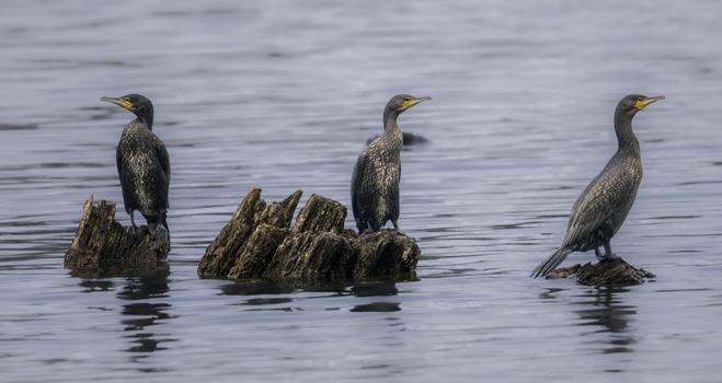 Three large black water birds stood on old tree remains that are jetting out of the water