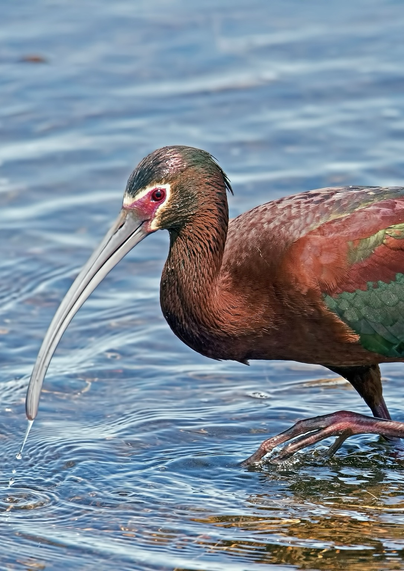 The white-faced ibis (Plegadis chihi), native found in marshes across North America & parts of South America. It is characterized by its long, curved bill, iridescent plumage with purple, green, and bronze hues, and a distinctive pink face bordered by white feathers during the breeding season. 