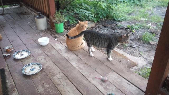 Silver tabby on all fours looking to head out, as the Orange anticipates another feeding. Two empty plates are next to an empty can. A white ceramic bowl of water is near.