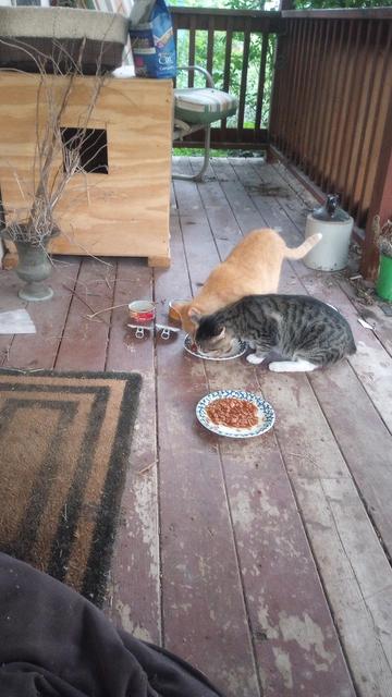 Both eating off of the same plate, though two have food m a second empty can is next to the first.