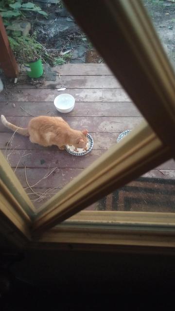 From inside the door, the Orange cat is first to the dry food.