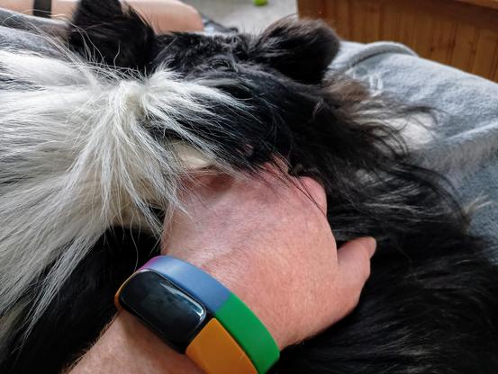 A hand with fingers buried in the luxurious black-and-white ruff of a tricolor Shetland sheepdog, as viewed from above and behind the dog's head