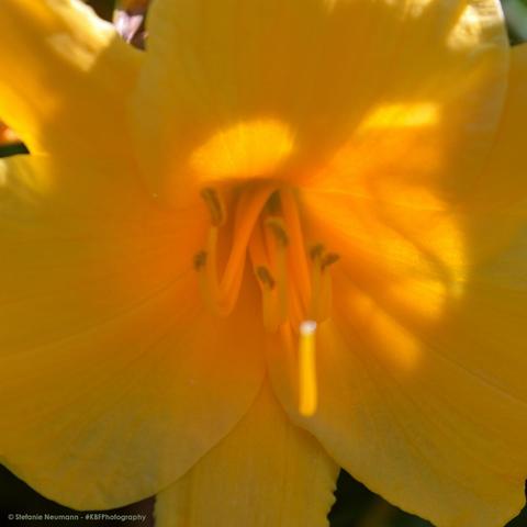 Nahaufnahme der Blüte einer von hinten beleuchteten gelben Taglilie. Ein langer Strang der Staubgefäße im Vordergrund ist unscharf, die Staubgefäße tiefer im Inneren der Blüte sind scharf.
Close-up into the flower of a backlit yellow daylily. One long strand of stamen in front is out of focus, the stamen deeper inside the flower is in focus.