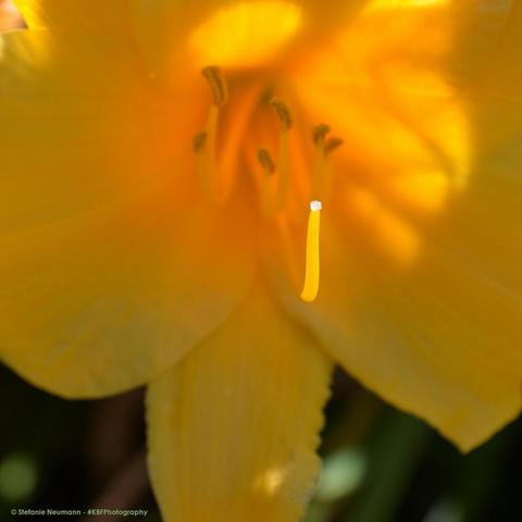 Nahaufnahme der Blüte einer von hinten beleuchteten gelben Taglilie. Ein langer Strang der Staubgefäße im Vordergrund ist scharf, die Staubgefäße tiefer im Inneren der Blüte sind unscharf.
Close-up into the flower of a backlit yellow daylily. One long strand of stamen in front is in focus, the stamen deeper inside the flower is out of focus.