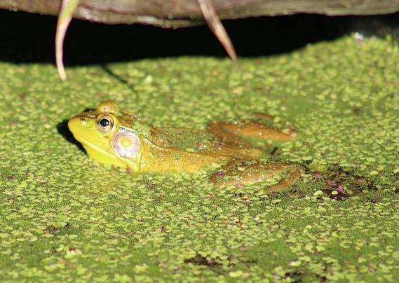 Left side view of a frog floating at the top of an algae-covered lily pond.