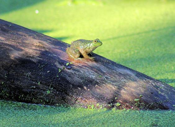 Right side view of a frog sitting on a log in an algae-covered lily pond.