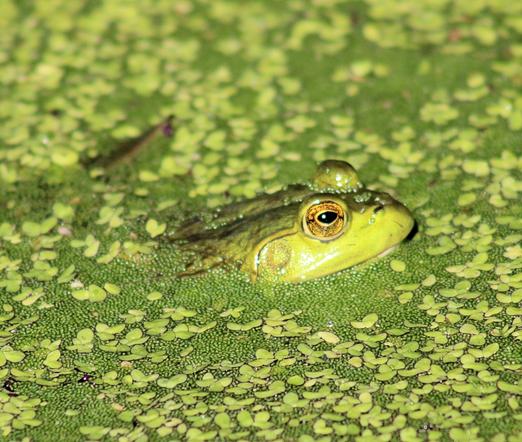 Right side view of a frog's head sticking out of the water in an algae-covered lily pond.