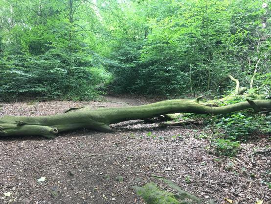 A woodland path with a fallen branch lying across it