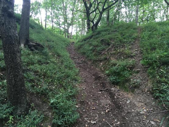 A woodland path in a narrow cutting up a small hill 