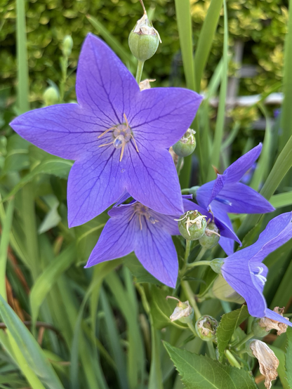 Five petalled light purple flowers 