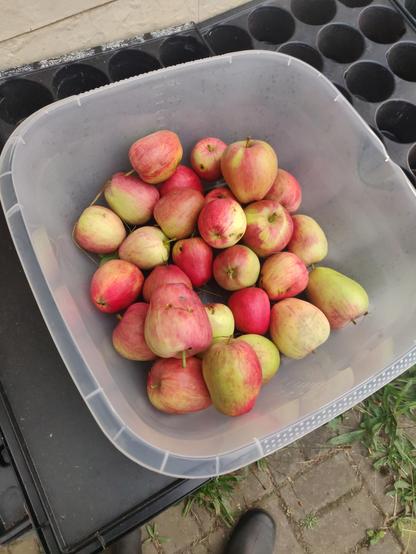 Red and yellow apples in a plastic bucket

Rotegelbe Äpfel in einer Plastikschale