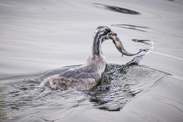 A Young Great Great Grebe with fish in its beak