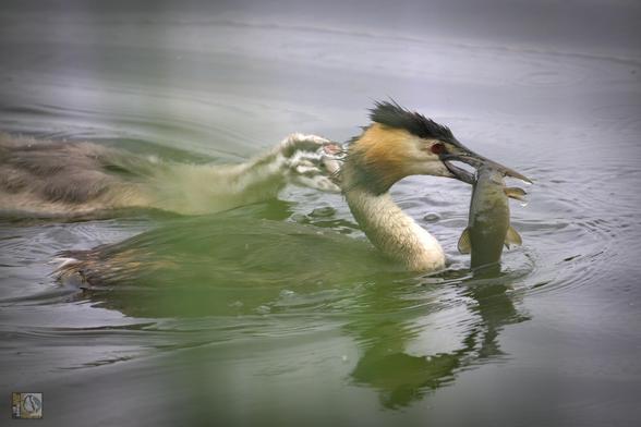 Great Great Grebe with fish in its beak