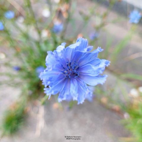 A blue chicory flower.