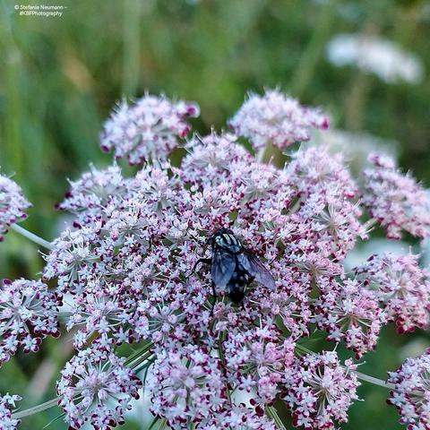 A fly on Queen Anne's lace.