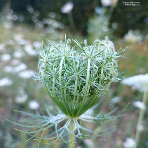 A Queen Anne's lace seed nest.
