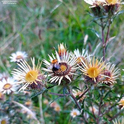 A bee on some kind of thistle flower.