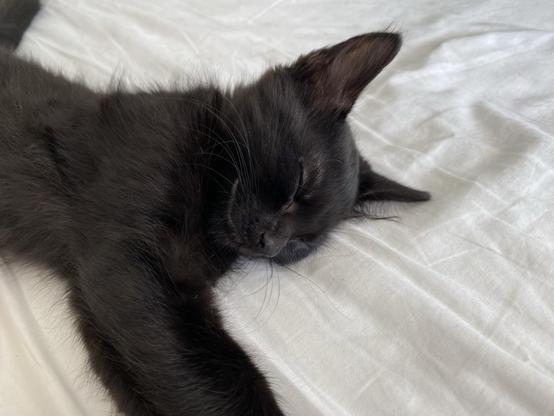 A sweet sleeping black kitten. 
