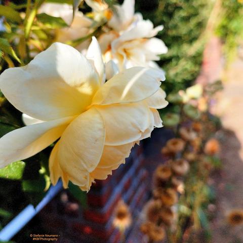 A light-yellow rose flower by the wayside.