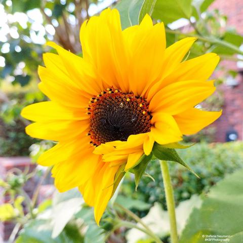 An almost completely open yellow sunflower with brown stamen.