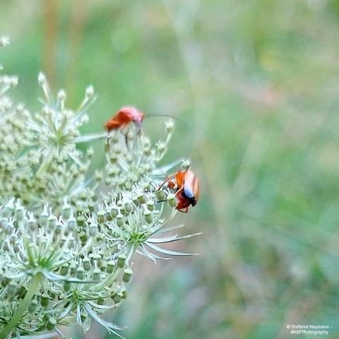 Red soldier beetles on white Queen Anne's lace.