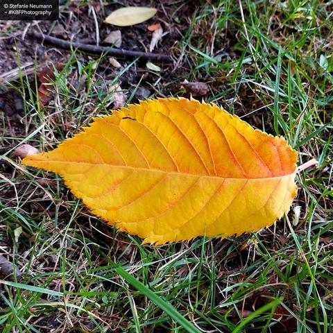 A yellow Prunus leaf on the ground.