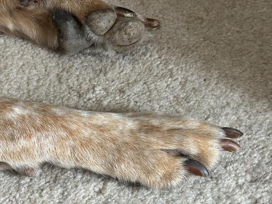 Close-up of a dog’s paw with short brown nails resting on a light-colored carpet.