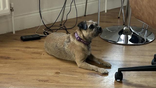 My dog Nell sitting on the floor