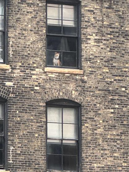 A white and tan dog looks out the window of an old, brick, warehouse building.