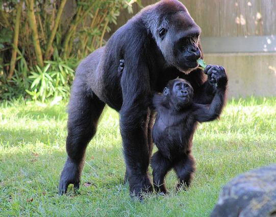 Western lowland gorilla infant Zahra is standing up on two legs, trying to take a piece of lettuce from mom Calaya, who is standing directly behind her.