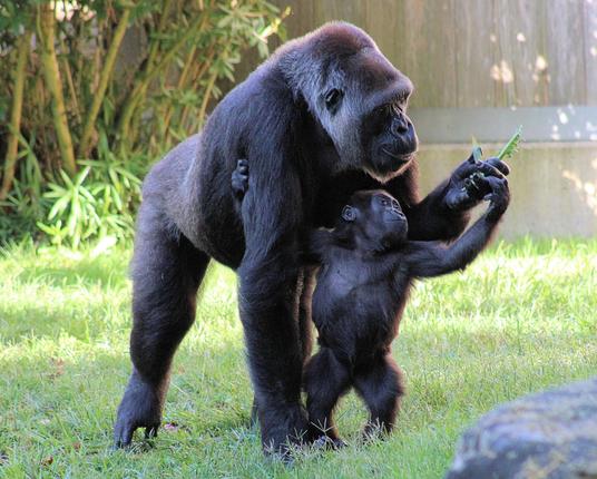 Western lowland gorilla infant Zahra is standing up on two legs, trying to take a piece of lettuce from mom Calaya, who is standing directly behind her.
