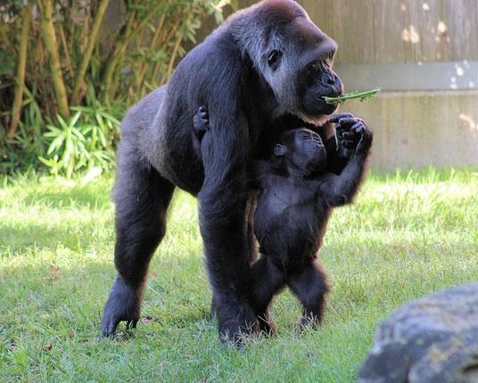 Western lowland gorilla infant Zahra is standing up on two legs, trying to take a piece of lettuce from mom Calaya, who is standing directly behind her.