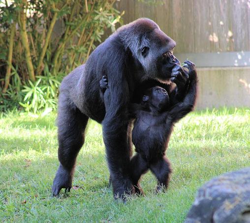 Western lowland gorilla infant Zahra is standing up on two legs, trying to take a piece of lettuce from mom Calaya, who is standing directly behind her.