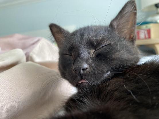 A sleepy black kitten with a bit of pink tongue sticking out. 