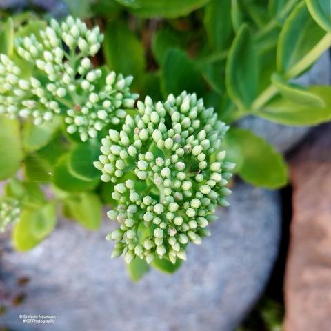 Some kind of white sedum buds.