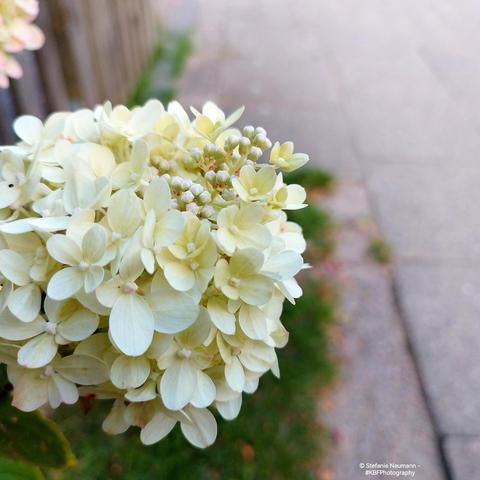 White hydrangea flowers by the wayside.