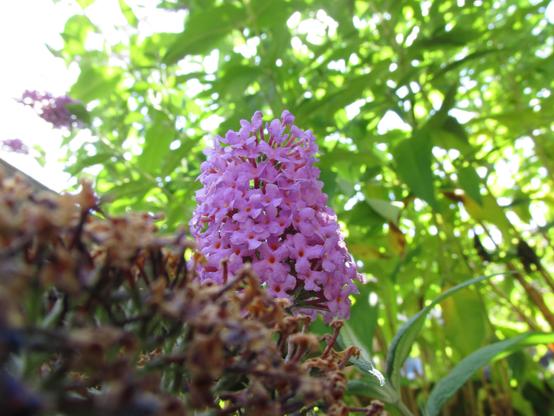 Buddleia (Buddleja davidii) panicle up close with dead flowers out of focus in the foreground, against buddleia leaves.