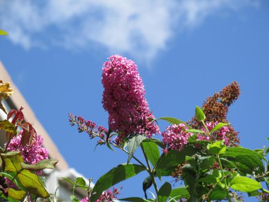 Buddleia (Buddleja davidii) panicle up close against a blue sky.