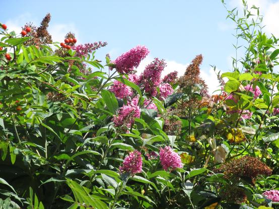 Buddleia (Buddleja davidii) bush with bright pink-purple panicles against a blue sky.
