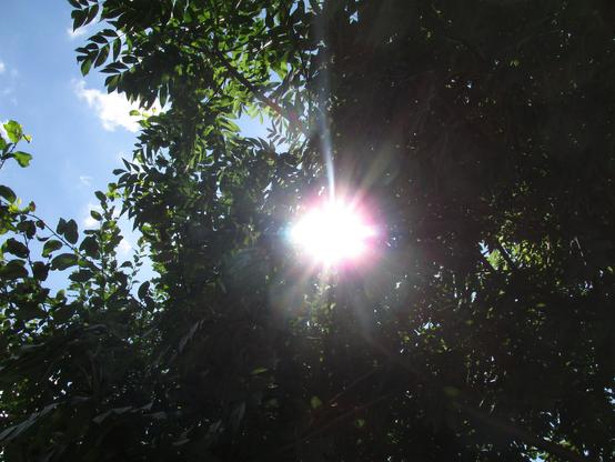 Sunlight shining through leaves of a common ash (Fraxinus excelsior) tree. Blue sky is visible in the top left.
