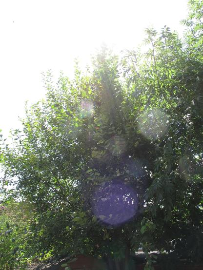 Hazy sunlight shining through and around the branches of a goat willow (Salix caprea) in summer.