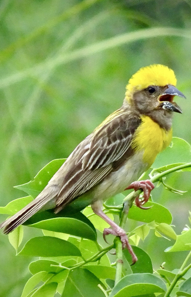 The Baya weaver (Ploceus philippinus) is a small bird, about 15 cm in length, known for its remarkable nest-building skills. Males in breeding plumage have bright yellow heads and breasts, dark brown face masks, and streaked brown upperparts, while non-breeding males and females are generally brown with streaks. They have strong, conical beaks and pinkish-brown legs. 