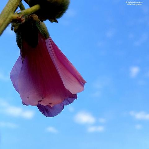 An opening pink hollyhock against a blue sky.