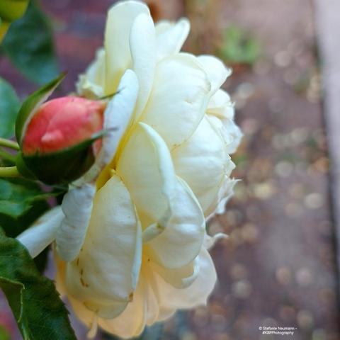 A light-yellow rose flower with a pink bud above it by the wayside.